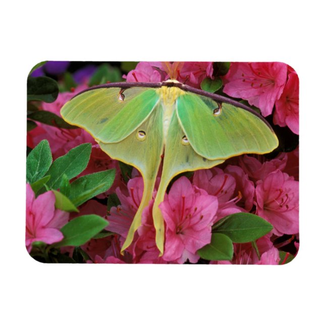 Magnet Flexible États-Unis, Pennsylvanie. Moth luna sur clématite  (Horizontal)