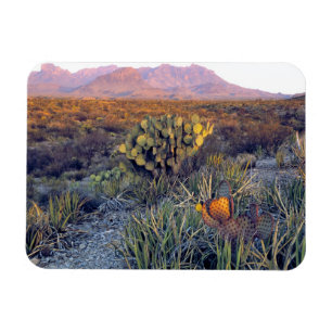 Magnet Flexible États-Unis, Texas, Big Bend NP. Un crépuscule rose