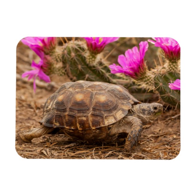 Magnet Flexible États-Unis, Texas, comté de Hidalgo. Tortue (Horizontal)
