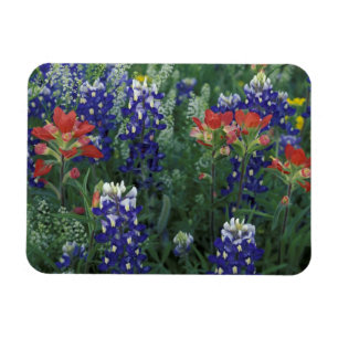 Magnet Flexible États-Unis, Texas Hill Country. Bluebonnets et