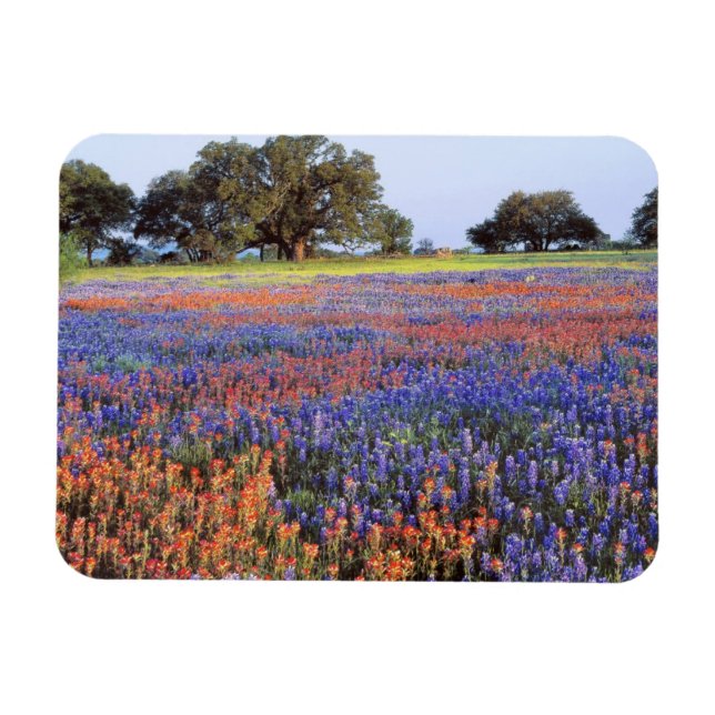 Magnet Flexible États-Unis, Texas, Llano. Bluebonnets et redbonnet (Horizontal)