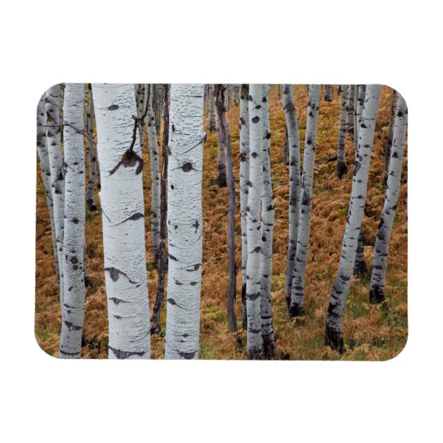 Magnet Flexible États-Unis, Utah, Forêt nationale d'Uinta-Wasatch- (Horizontal)