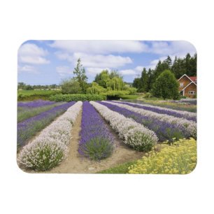 Magnet Flexible États-Unis, WA, Sequim, Purple Haze Lavender Farm