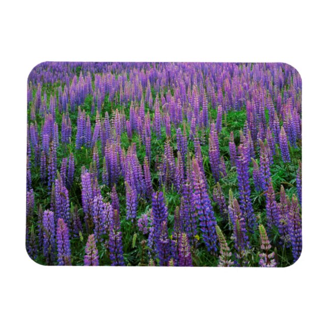 Magnet Flexible États-Unis, Washington, Comté de Clallam, Lupine (Horizontal)