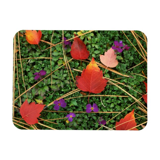 Magnet Flexible États-Unis, Washington, comté de Spokane, Feuilles (Horizontal)
