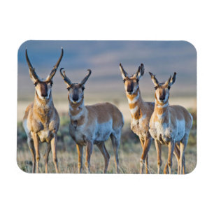 Magnet Flexible Etats-Unis, Wyoming, quatre dollars d'antilope Pro