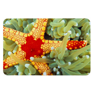 Magnet Flexible Étoile de mer rouge et jaune