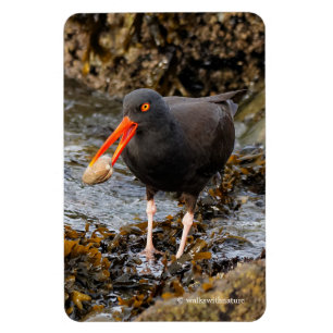 Magnet Flexible Etonnant Oystercatcher noir avec Clam