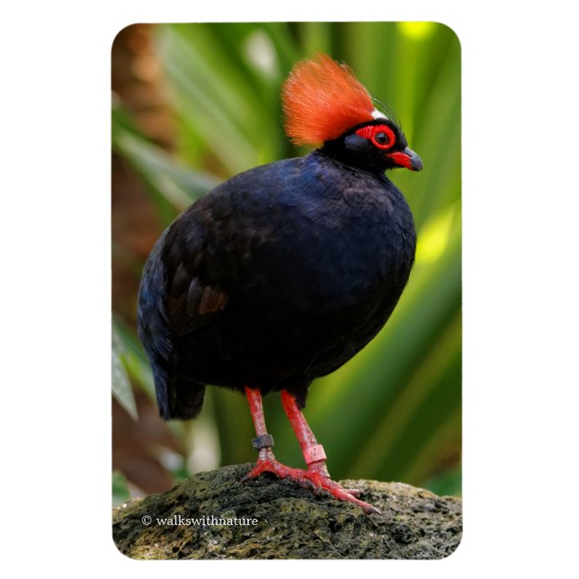 Magnet Flexible Étonnant Roul-Roul Crested Bois Partridge Oiseau (Vertical)