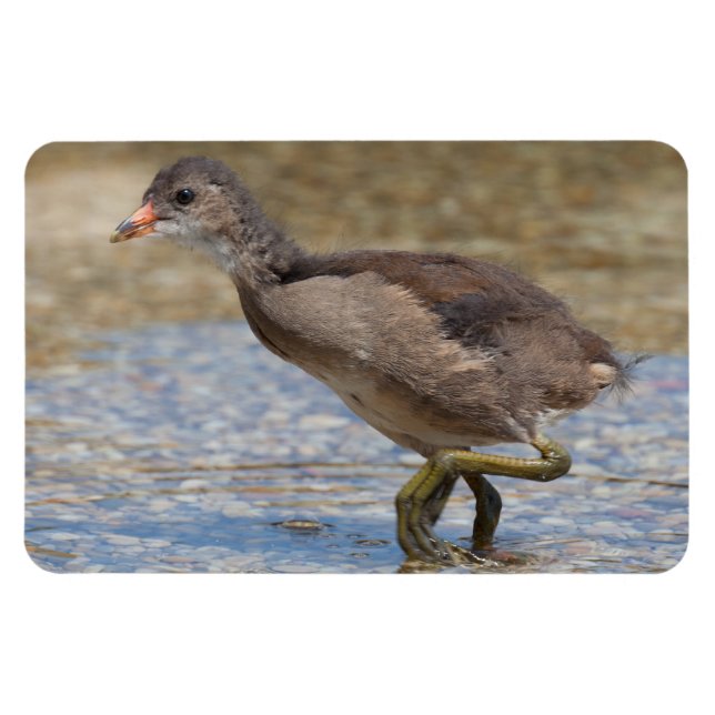 Magnet Flexible Eurasian Coot Young Chick (Horizontal)