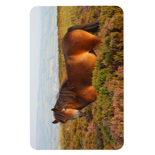 Magnet Flexible Exmoor pony, cheval, Somerset, Angleterre (Vertical)