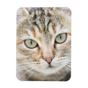 Magnet Flexible Face de chat