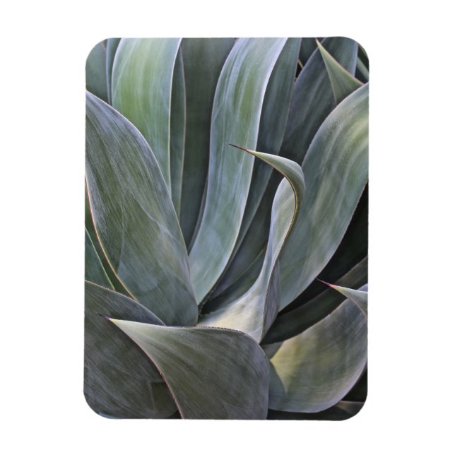 Magnet Flexible Faded Succulant Details, 2017 (Vertical)