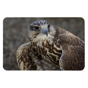 Magnet Flexible Falco cherrug