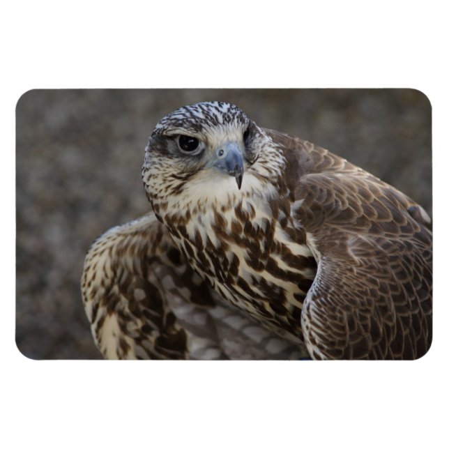 Magnet Flexible Falco cherrug (Horizontal)