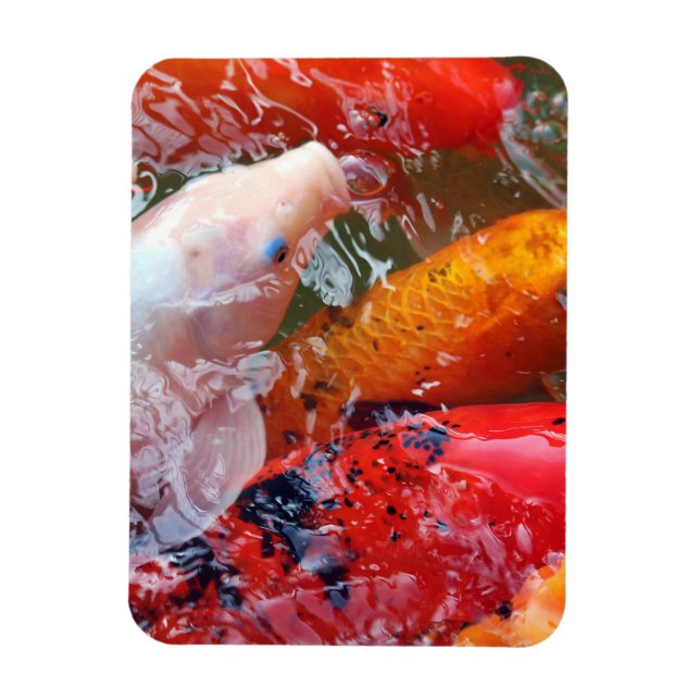 Magnet Flexible Falln Gathering Koi (Vertical)