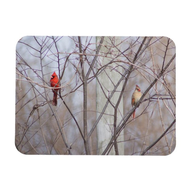 Magnet Flexible Famille de cardinaux (Horizontal)