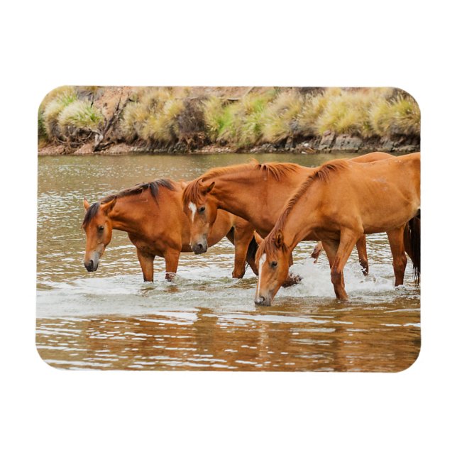 Magnet Flexible Famille de Cheval Brown à la rivière (Horizontal)