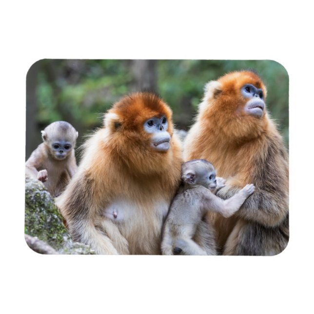 Magnet Flexible Famille de singes dorés (Horizontal)
