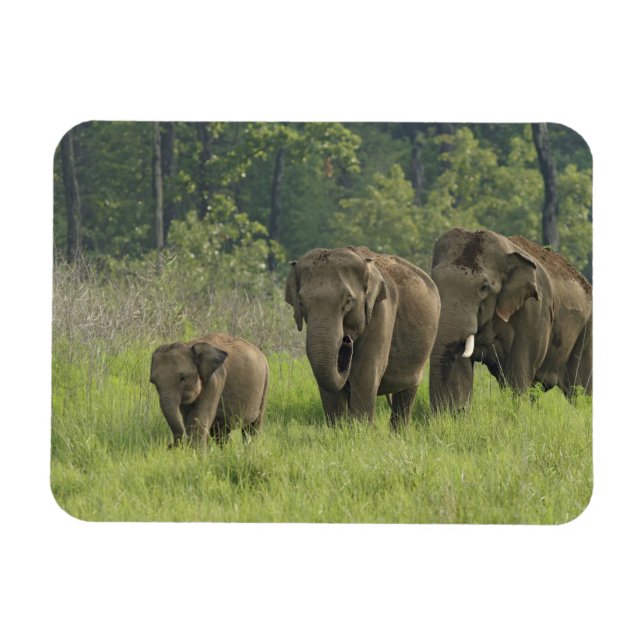 Magnet Flexible Famille d'éléphants indiens (Horizontal)