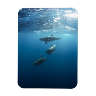 Magnet Flexible Famille Dolphin sous-marine