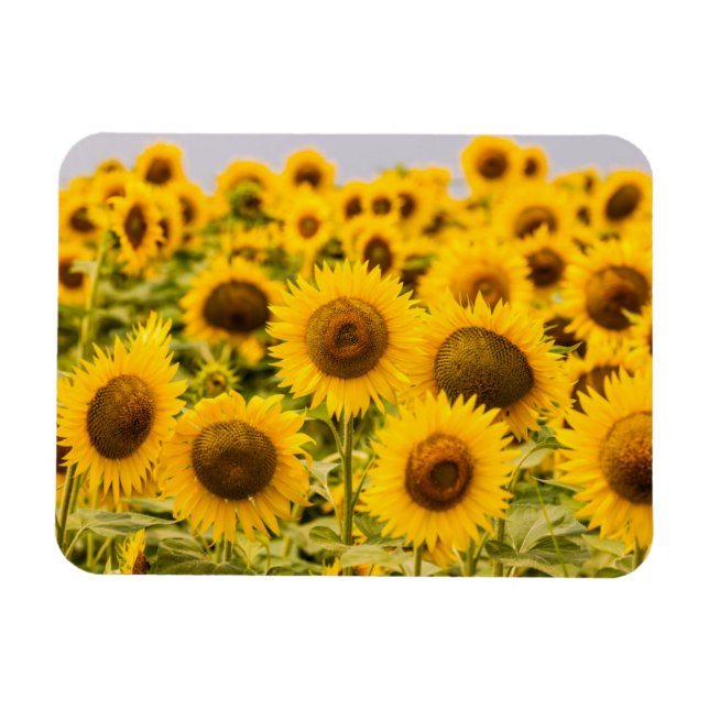 Magnet Flexible Farms | A Sunflower (Horizontal)