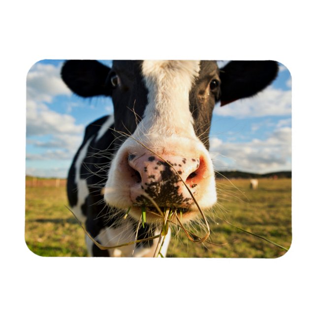 Magnet Flexible Farms | Holstein Cow Chewing (Horizontal)