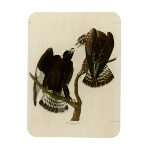 Magnet Flexible Faucon à pattes rousses - Audubon's Birds of Ameri