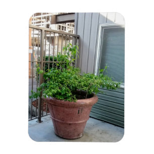 Magnet Flexible Faux orange