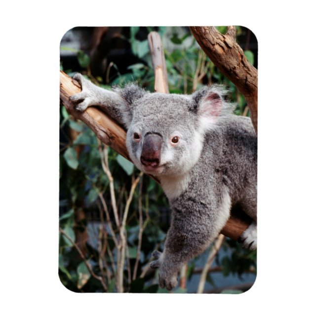 Magnet Flexible Featherdale Wildlife Park, Koalas (Vertical)