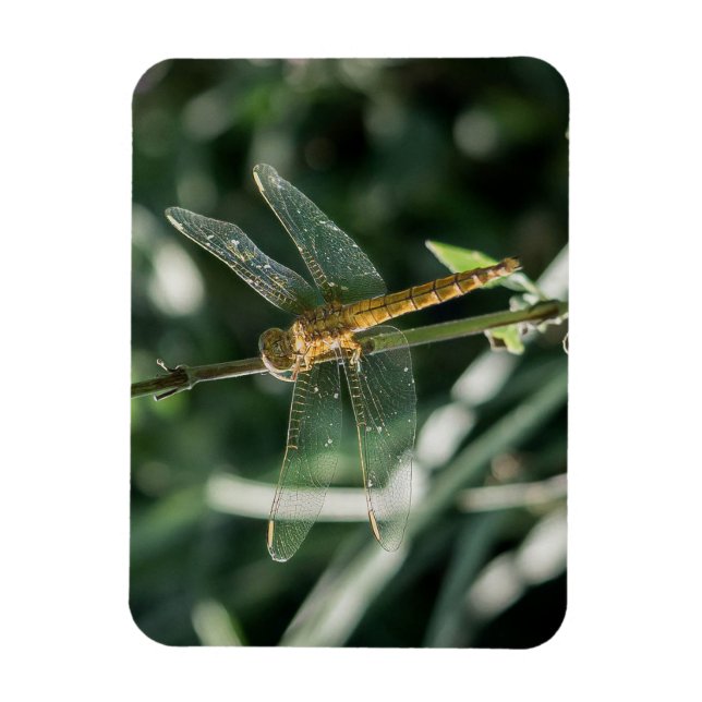 Magnet Flexible Female Keeled Skimmer Dragonfly (Vertical)