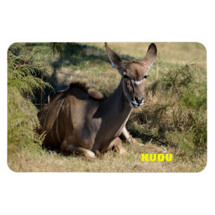 Magnet Flexible Femme Kudu