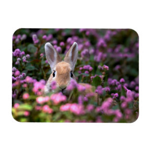 Magnet Flexible Ferme de lapins