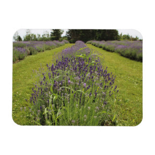 Magnet Flexible Ferme de lavande de mer