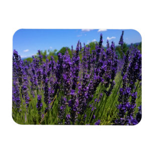 Magnet Flexible Ferme de Lavender