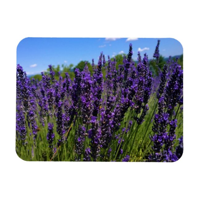 Magnet Flexible Ferme de Lavender (Horizontal)