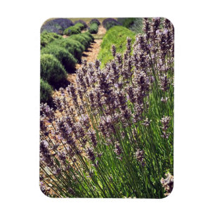 Magnet Flexible Ferme de Lavender