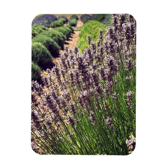 Magnet Flexible Ferme de Lavender (Vertical)