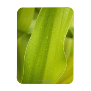 Magnet Flexible Fermez-vous de la feuille tropicale humide