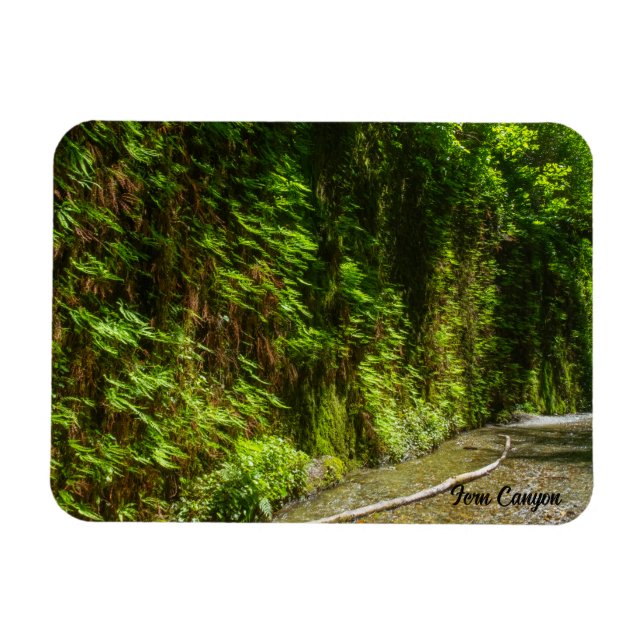 Magnet Flexible Fern Canyon Redwood National Park Californie (Horizontal)