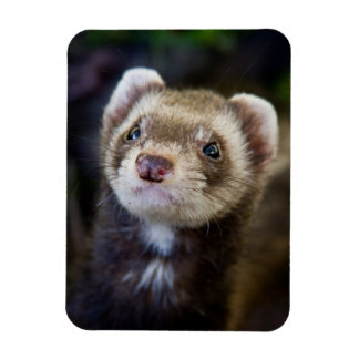 Magnet Flexible Ferret