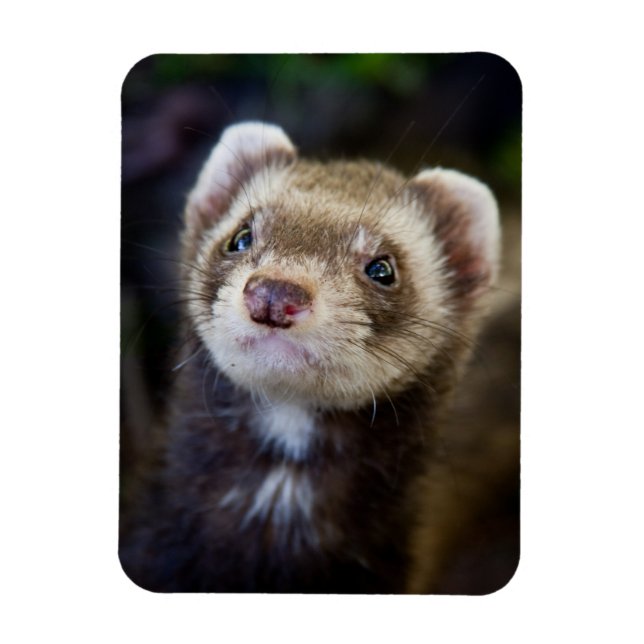Magnet Flexible Ferret (Vertical)