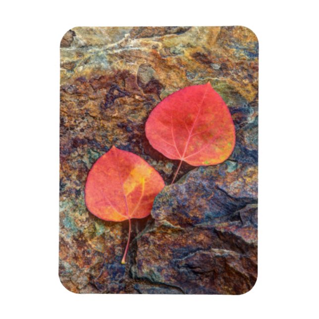 Magnet Flexible Feuille d'automne sur rocher, Californie (Vertical)