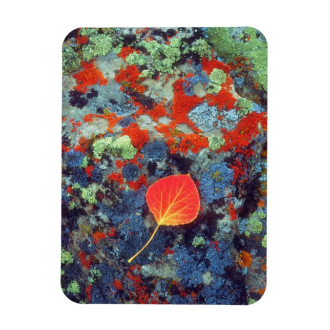 Magnet Flexible Feuille de tremble sur une roche couverte de liche (Vertical)