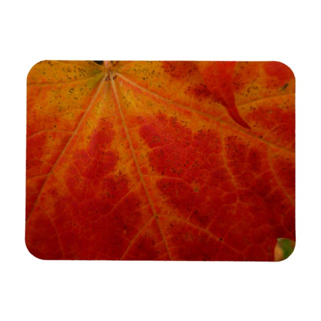 Magnet Flexible Feuille d'érable rouge Abstraite Automne Photograp (Horizontal)
