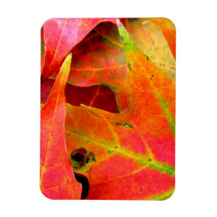 Magnet Flexible Feuilles d'automne colorées Gros plan