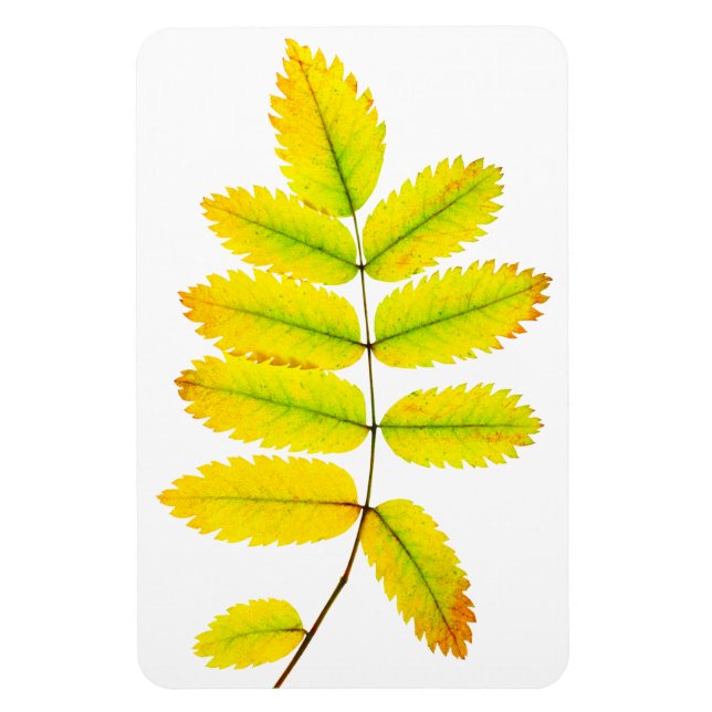 Magnet Flexible Feuilles d'automne du rowan (Vertical)