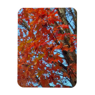 Magnet Flexible Feuilles d'automne rouges