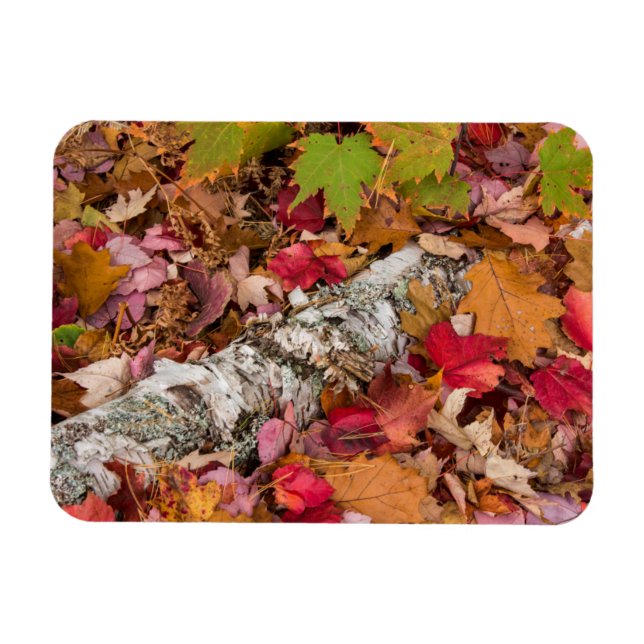 Magnet Flexible Feuilles de érable d'automne couvrent l'écorce de  (Horizontal)
