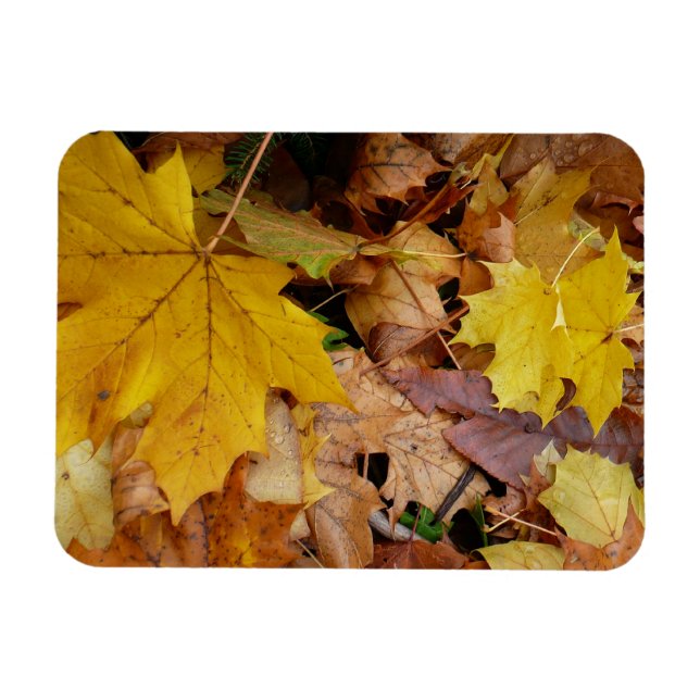 Magnet Flexible Feuilles de Érable Tombées Jaune Automne Nature (Horizontal)